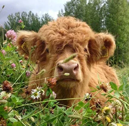 👍Scottish Handmade Highland Cattle - 图片 11