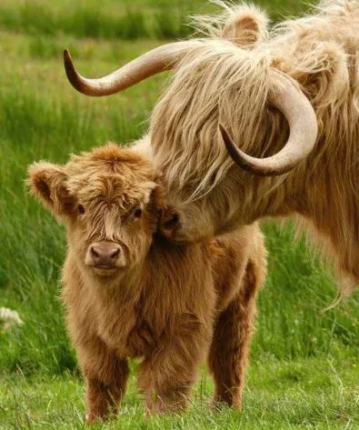 👍Scottish Handmade Highland Cattle - 图片 12